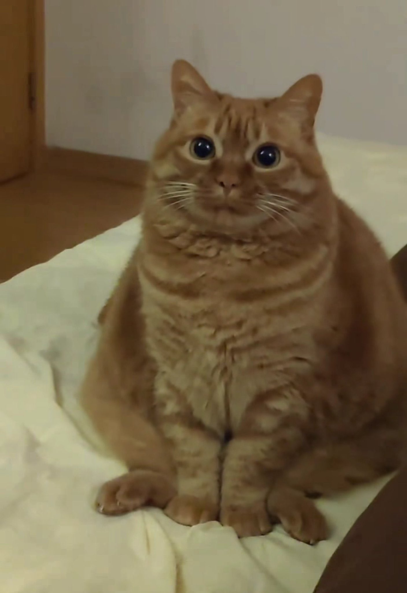 한국병원 고양이